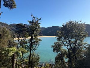 Plage de sable doré et fougères arborescentes dans le parc d'Abel Tasman