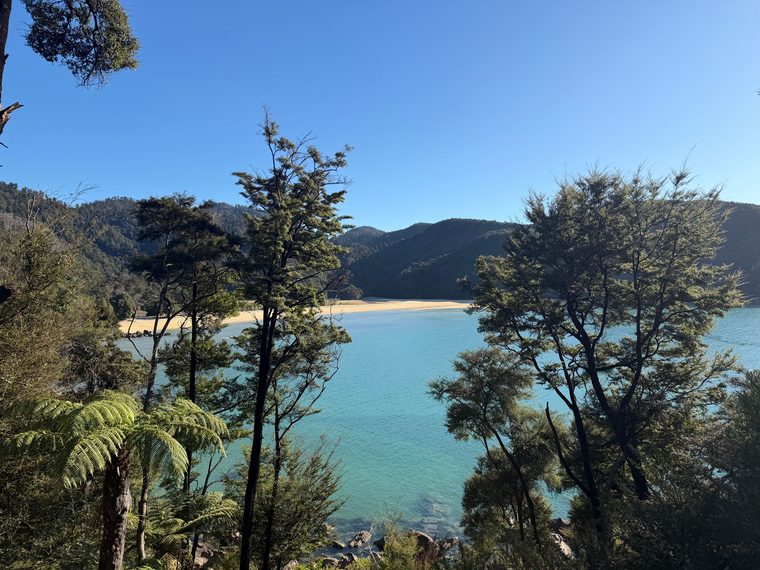 Plage de sable doré et fougères arborescentes dans le parc d'Abel Tasman