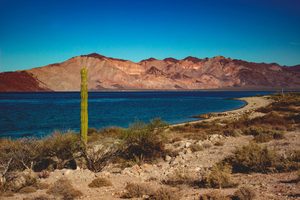 Cactus géants dans le désert face à la mer de Cortés en Basse-Californie