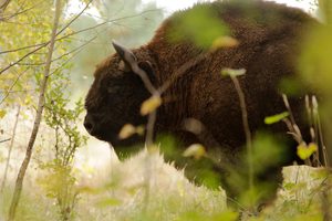 Un bison d'Europe dans la brume de la forêt de Białowieża