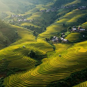 Rizières en terrasses dorées à Mu Cang Chai
