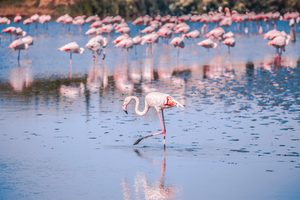 Flamants roses dans les marais de Camargue au coucher du soleil