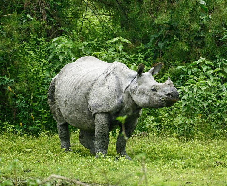 Un rhinocéros unicorne dans les hautes herbes du parc national de Chitwan