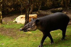 Un tapir marchant dans la végétation dense de la péninsule d'Osa