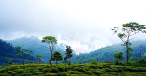 Vue sur les plantations de thé avec le mont Kangchenjunga en arrière-plan