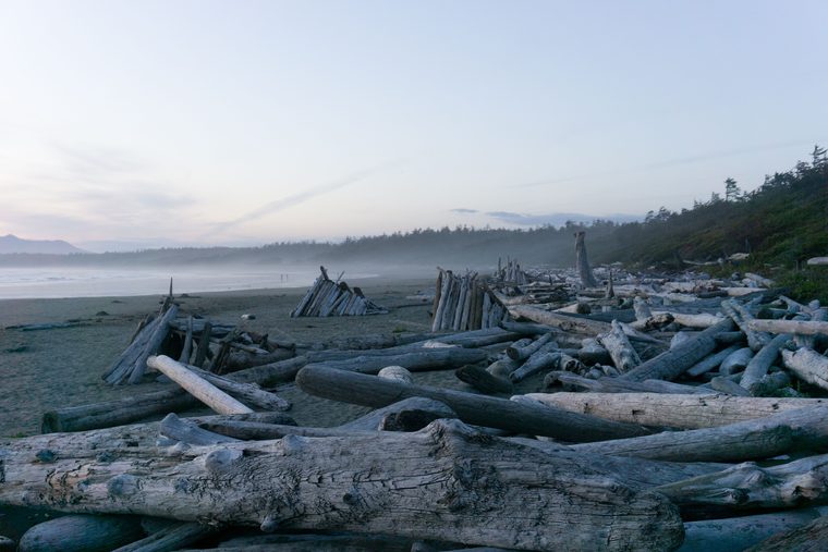 Plage sauvage couverte de bois flotté et forêt humide dans le parc national Pacific Rim