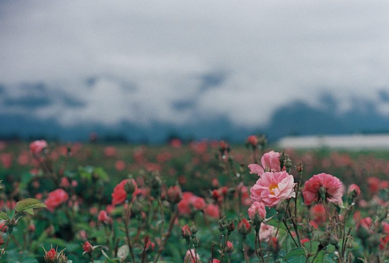 Champs de roses au petit matin près de Kazanlak
