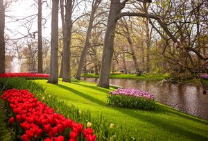 Allées de tulipes colorées et arbres en fleurs au parc de Keukenhof