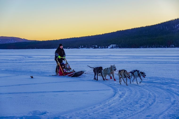 Chiens de traîneau dans les paysages enneigés de Kiruna en Laponie suédoise