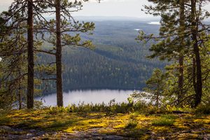Vue panoramique depuis le sommet d'Ukko-Koli sur le lac Pielinen parsemé d'îles
