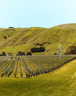 Vignes alignées dans la vallée de Wairau avec les collines en arrière-plan