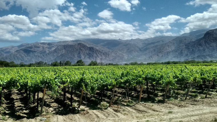 Vignes verdoyantes avec la cordillère des Andes enneigée en arrière-plan