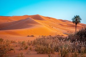 Les grandes dunes de sable doré de l'Erg Chebbi au coucher du soleil