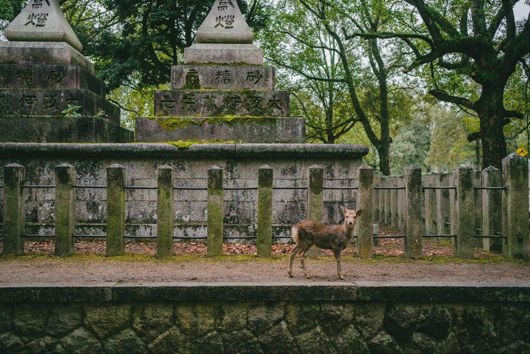 Le temple Todai-ji et les cerfs du parc de Nara