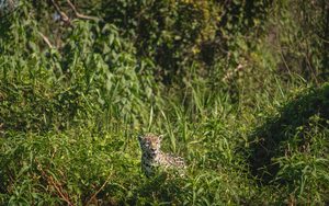 Un jaguar sur les berges d'une rivière du Pantanal et les eaux transparentes de Bonito