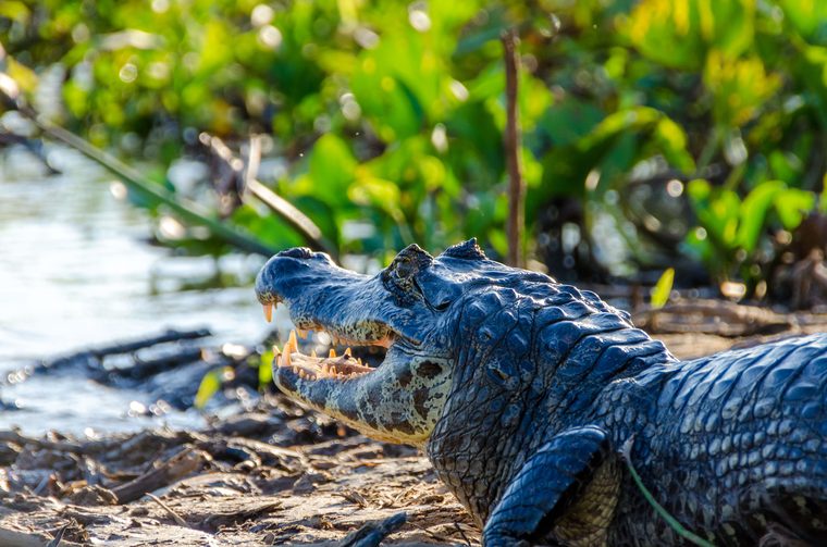 Un caïman et des oiseaux échassiers sur les rives d'un point d'eau au Pantanal