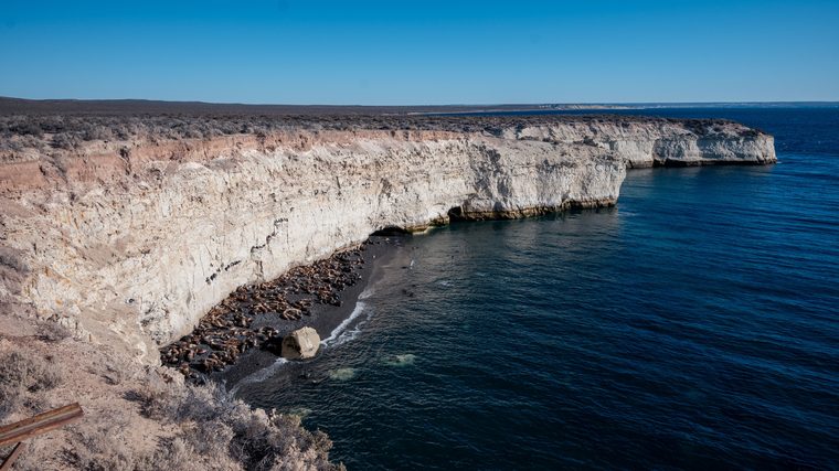 Baleine franche australe frappant l'eau de sa queue près des côtes de la Péninsule Valdés