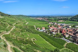 Vignes verdoyantes entourant le village de Riquewihr en Alsace