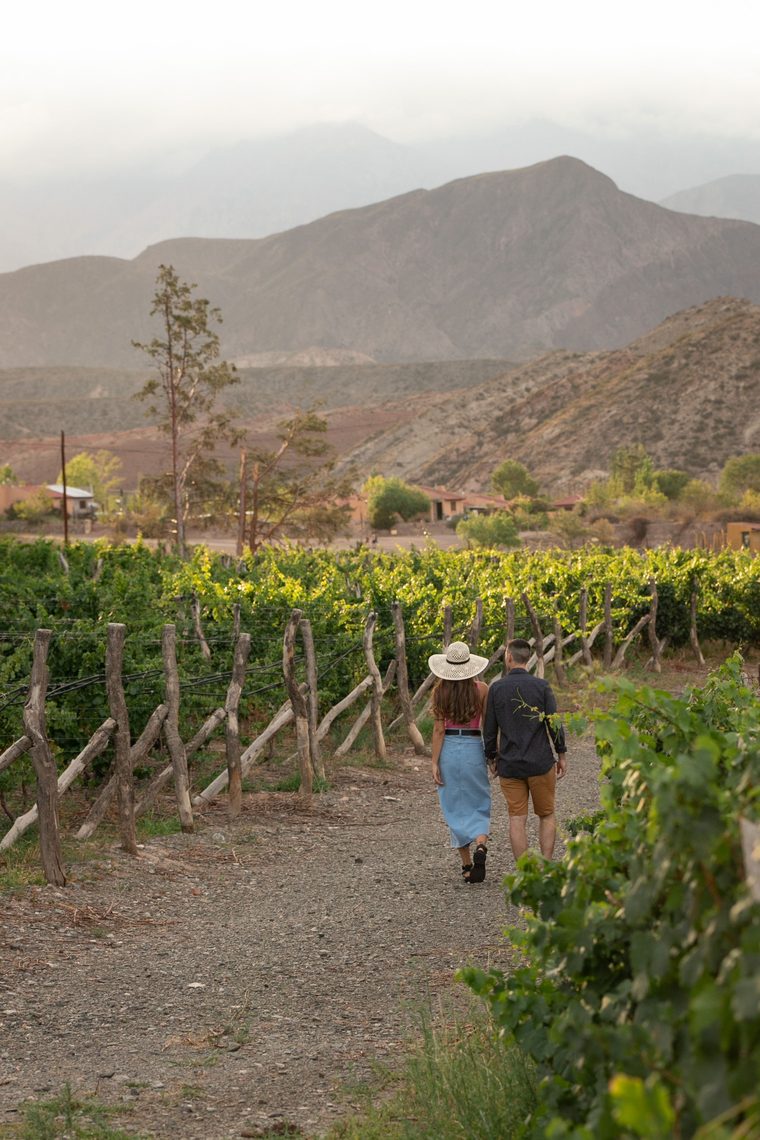 Vignes alignées avec la cordillère des Andes enneigée en toile de fond