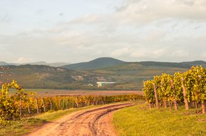 Vignobles d'automne et caves traditionnelles de la région de Tokaj