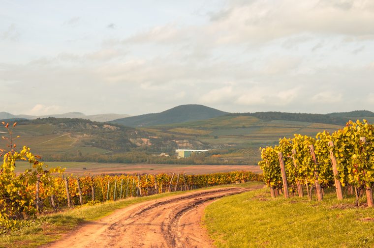 Vignobles d'automne et caves traditionnelles de la région de Tokaj