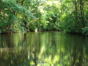 Canaux de Tortuguero bordés par la jungle tropicale