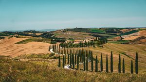 Collines verdoyantes et allée de cyprès dans le Val d'Orcia au lever du soleil