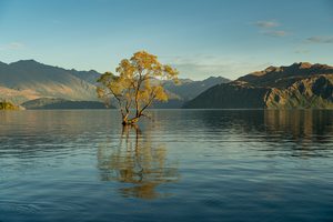 Le célèbre arbre de Wanaka émergeant des eaux du lac au lever du soleil