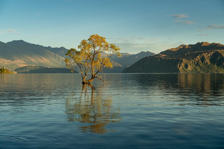 Le célèbre arbre de Wanaka émergeant des eaux du lac au lever du soleil