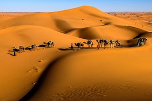 Caravane de dromadaires dans les dunes rocailleuses de Zagora au coucher du soleil