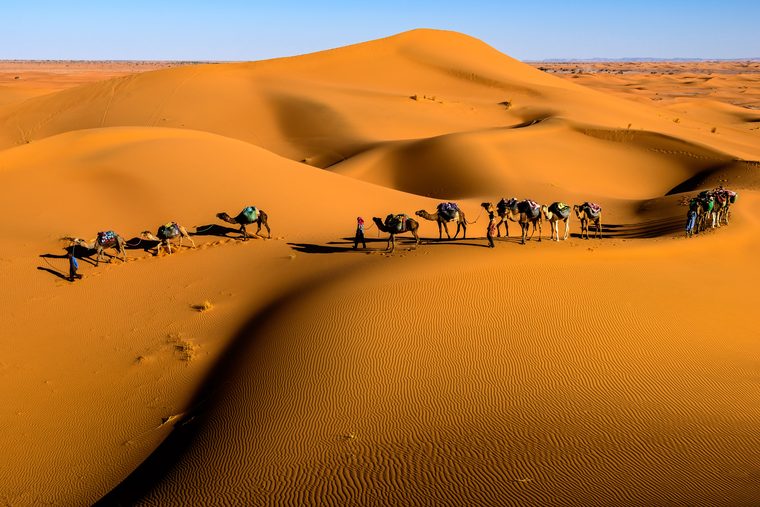 Caravane de dromadaires dans les dunes rocailleuses de Zagora au coucher du soleil